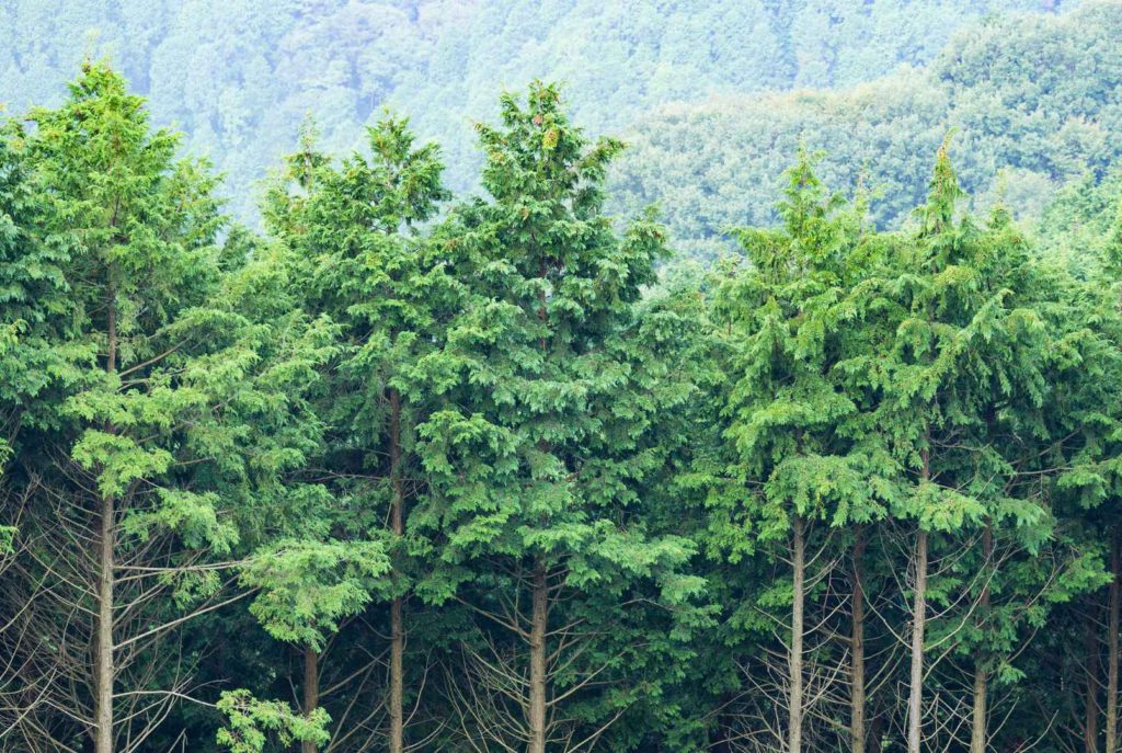 La facturación electrónica, una alternativa que cuida el medio ambiente - artículo de GuruSoft